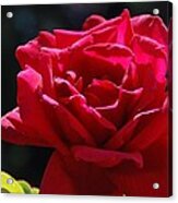 That Which We Call A Rose Acrylic Print