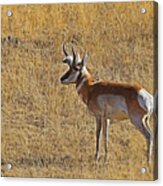 The Antelope 3 Digital Art Acrylic Print