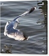 The Beauty Of Water Birds Acrylic Print