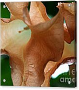 The Brugmansia Flower Acrylic Print