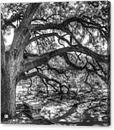 The Century Oak Acrylic Print