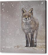 The Chill Of Winter Acrylic Print