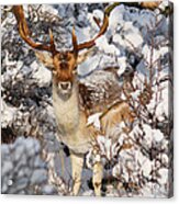 The Christmas Deer - Fallow Deer In The Snow Acrylic Print