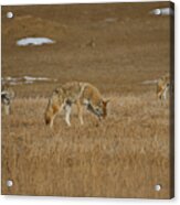 The Coyotes Painterly Acrylic Print