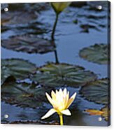 The Echo Of A Lotus Flower Acrylic Print