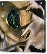The Eye Of A Pufferfish Acrylic Print