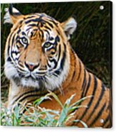 The Eyes Of A Sumatran Tiger Acrylic Print