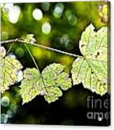 The Fall Acrylic Print