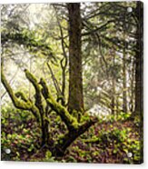 The Forest Acrylic Print