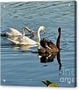 The Gathering Acrylic Print