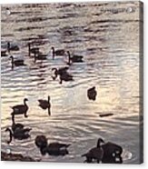 The Gathering - Willamette River Geese Acrylic Print
