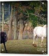 The Girls At Blue Horse Rescue Acrylic Print