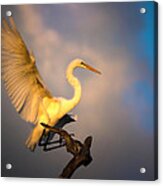 The Golden Egret Acrylic Print