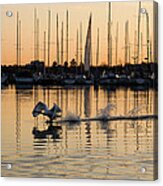 The Golden Takeoff - Swan Sunset And Yachts At A Marina In Toronto Canada Acrylic Print