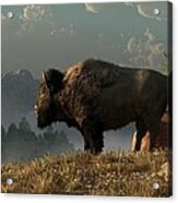 The Great American Bison Acrylic Print