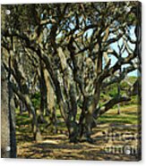 The Grove At Fort Fisher Acrylic Print