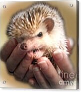 The Hands Who Cares For The Animals Acrylic Print