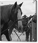 The Hitching Post Acrylic Print