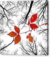 The Last Leaves Of November Acrylic Print