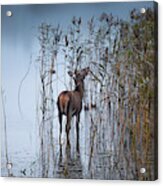 The Leaf Eater Acrylic Print