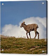 The Little Bighorn Acrylic Print