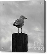The Lookout Acrylic Print