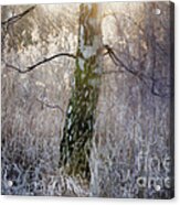 The Magic Forest-09 Acrylic Print