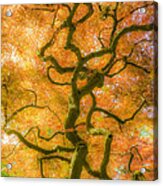 The Magic Forest-15 Acrylic Print