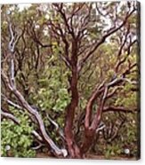 The Manzanita Tree Acrylic Print