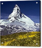 The Matterhorn With Alpine Meadow In Foreground Acrylic Print