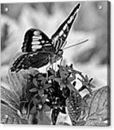 The Nature Of Black And White Acrylic Print