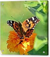 The Painted Lady And The Zinnia Acrylic Print