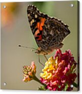 The Painted Lady Acrylic Print