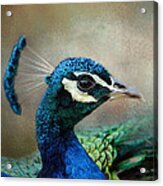 The Peacock's Crown - Wildlife Acrylic Print