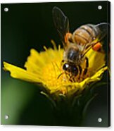 The Pollinator Acrylic Print