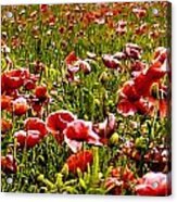 The Poppy Field Acrylic Print