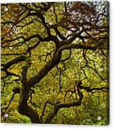 The Reaches Of A Maple Tree Acrylic Print