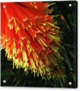 The Red Hot Pokers! Acrylic Print