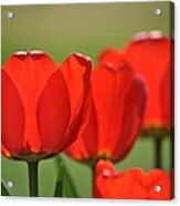 The Red Tulips Acrylic Print