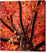 The Reds Of Fall Acrylic Print