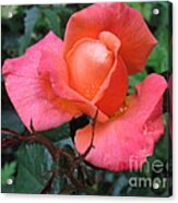 The Rose Acrylic Print