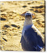 The Seagull And His Sand-crusted Fish 3 Of 3 Acrylic Print