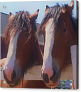 The Shire Brothers Horses Acrylic Print