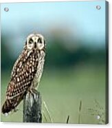 The Short-eared Owl Acrylic Print