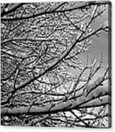 The Silver Branch Acrylic Print