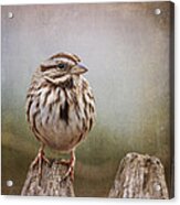 The Song Sparrow Acrylic Print