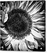 The Sunflower Ii Acrylic Print