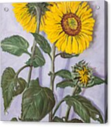 The Sunflowers Acrylic Print