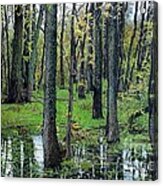The Swamp Acrylic Print