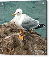 The Thinker - Seagull Photography By Giada Rossi Acrylic Print
